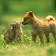 Image for article titled Animals Are Now "Sentient Beings" According To New Zealand Law